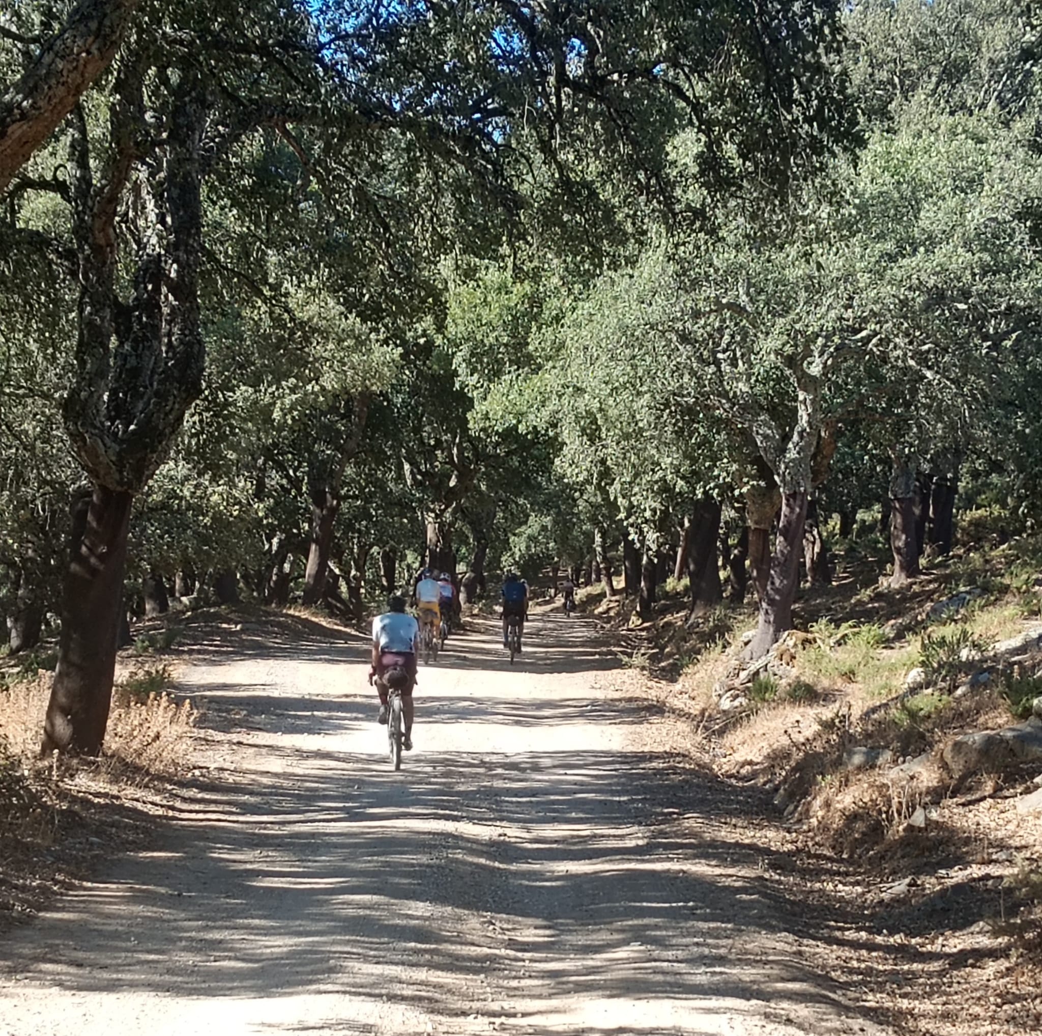 Sendero en Los Alcornocales