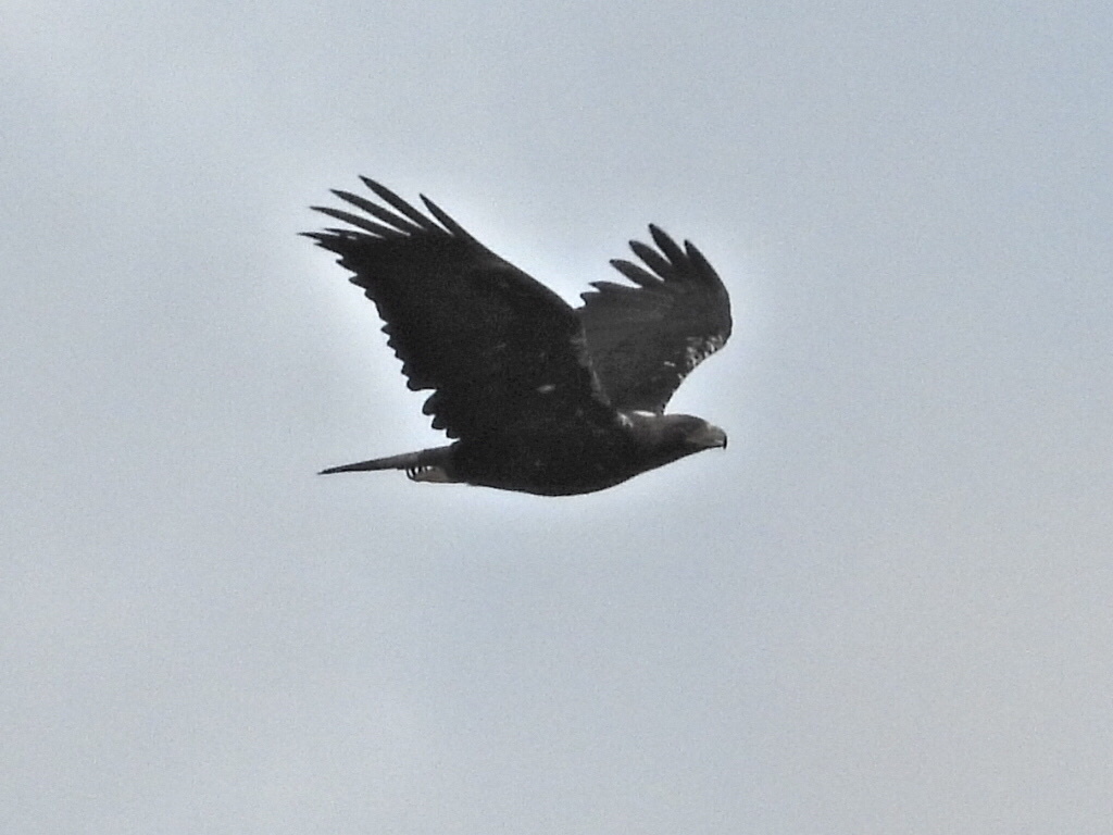 Aves rapaces