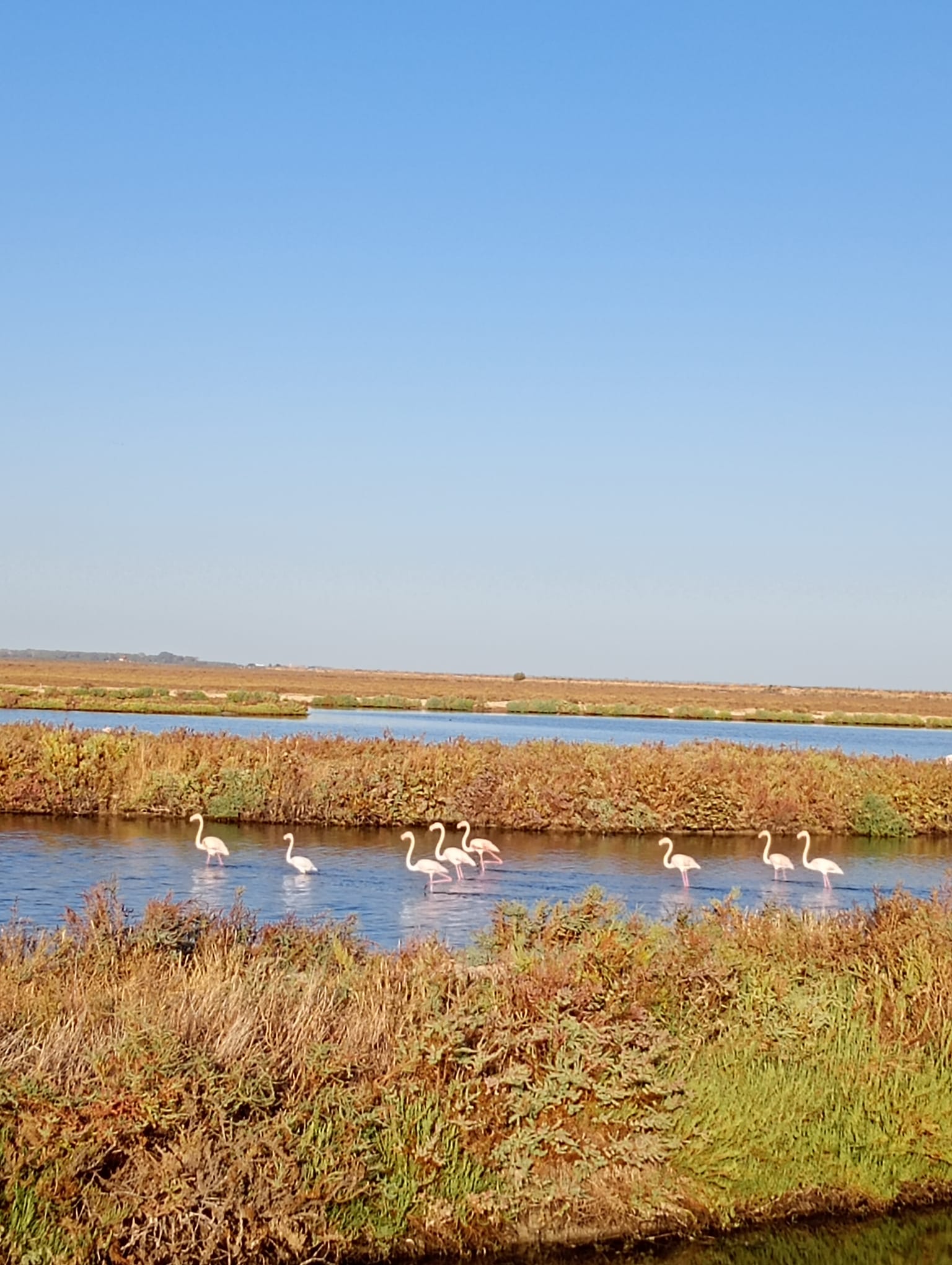 Aves de marismas y humedales