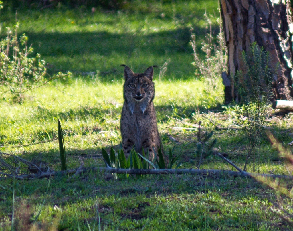 Lince ibérico