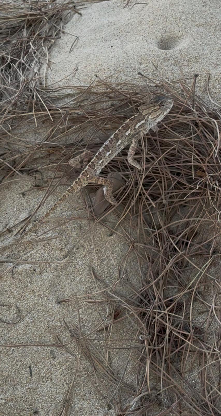 Reptiles y pequeños habitantes